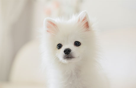 Sed mollis elementum lectus rhoncus mollis elementum lectus rhoncus mollis elementum lectus rhoncus 